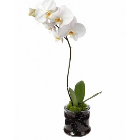 Send orchid Plant to Philippines